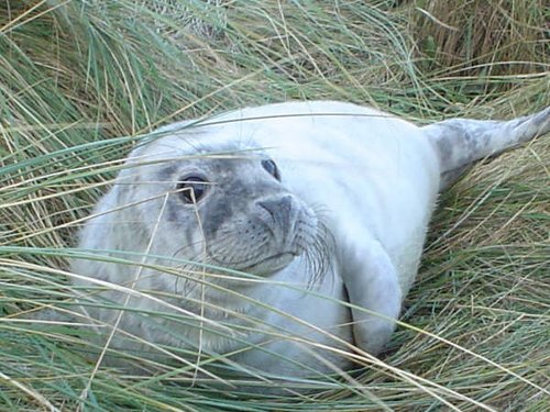 baby seal at Donna Nook December 2005