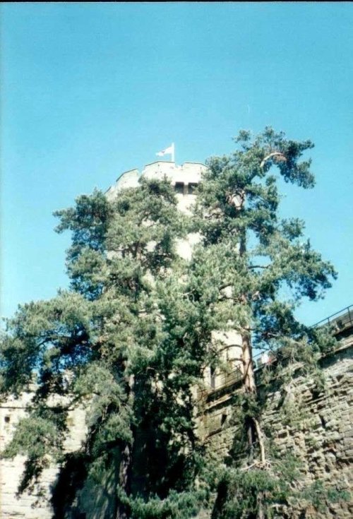 Warwick Castle