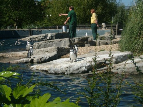 PENGUINS AT FEED TIME  - PICTURE TAKEN AT CHESTER ZOO, CHESHIRE
