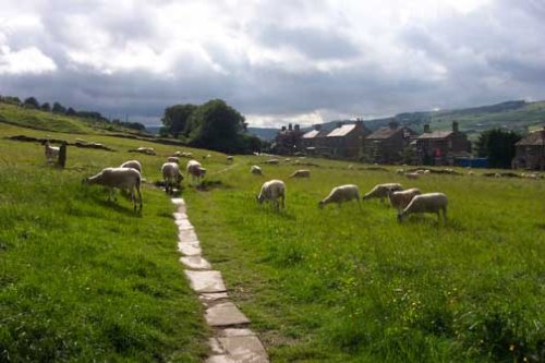 Sheep on the moors behind Bronte Parsonage, Haworth, England 2004...my favorite picture