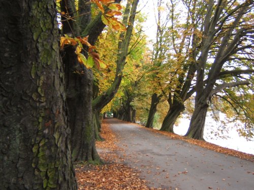 The Riverwalk through Avenham Park, Preston, Lancashire. with the Ribble meandering by.