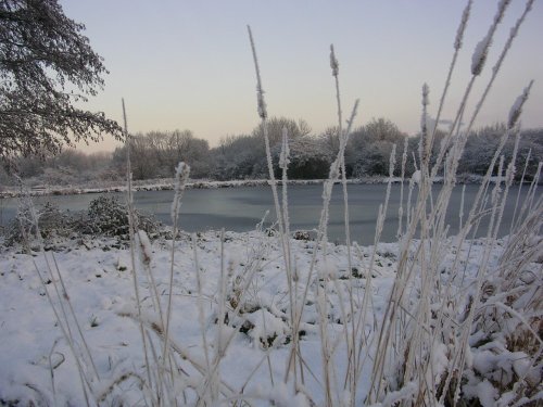 Wellow Pond near Ollerton, Nottinghamshire