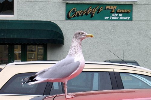 Seagull at Whitehaven Harbour, Cumbria. Nov 05 - Canon Powershot S50
