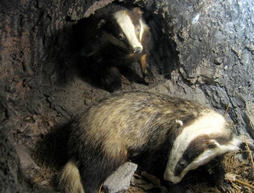 Underground reconstruction - Whinlatter Visitors Centre. Nov 05 using Canon Powershot S50