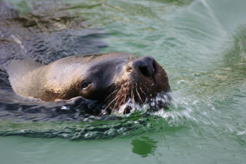 Twycross Zoo (taken with canon 300d) - 2006