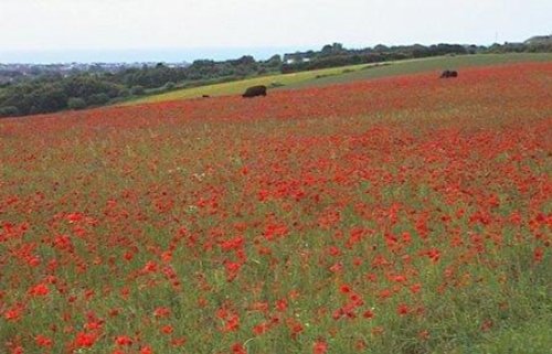 Poppy fields, Lancing, West Sussex