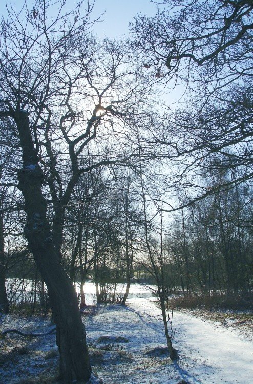 Osborne's Pond, Shipley Country Park, Heanor, Derbyshire in winter