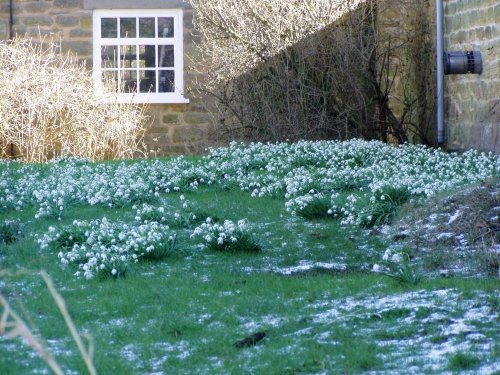 Snowdrops in Oldstead near Coxwold, North Yorkshire. Sunday 05/03/2006