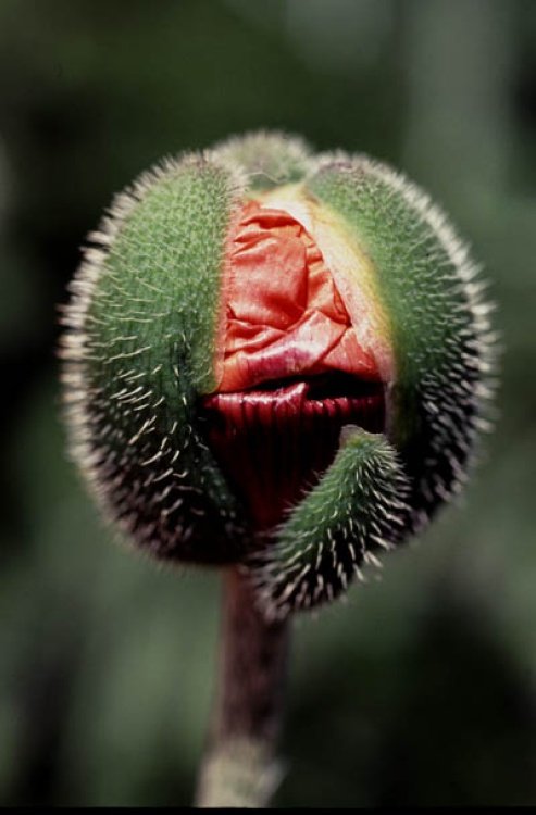 A picture of Lindisfarne