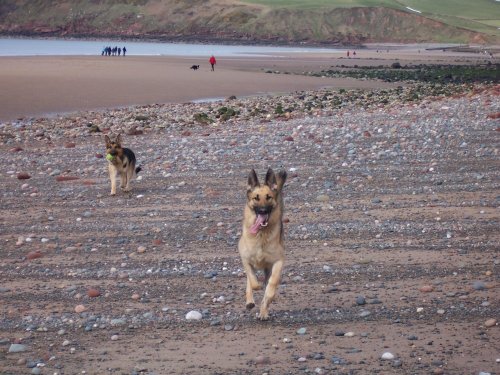 Dogs day out - Seamill, St Bees, Cumbria
