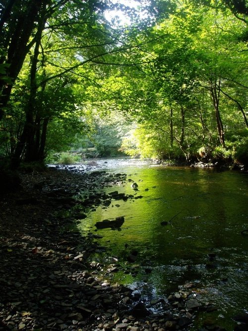 Fingle Bridge river walk, Teign Gorge walk, near Castle Drogo, Devon.