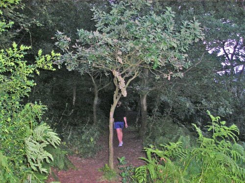 On the way down to the bottom of Helsby Hill.