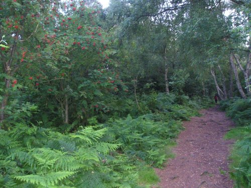 Trail on Helsby Hill.