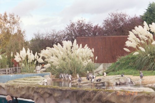 Peruvian Humboldt penguins in Chester Zoo