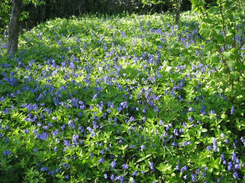 Painswick Rococo Gardens