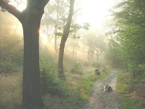 Misty morning in Hockley Woods, Essex