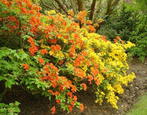 Shipley Country Park