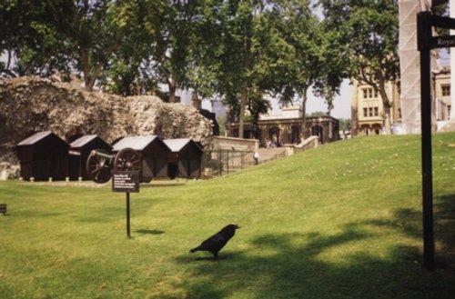 London - Tower of London - one of the seven legendary ravens.