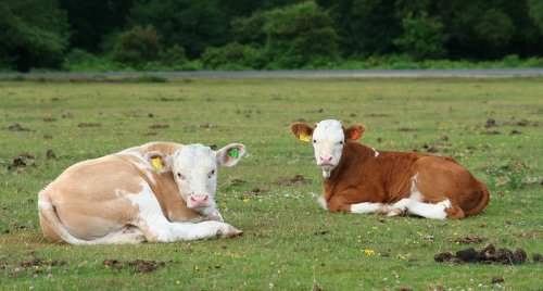 Calves resting, New Forest, Hampshire