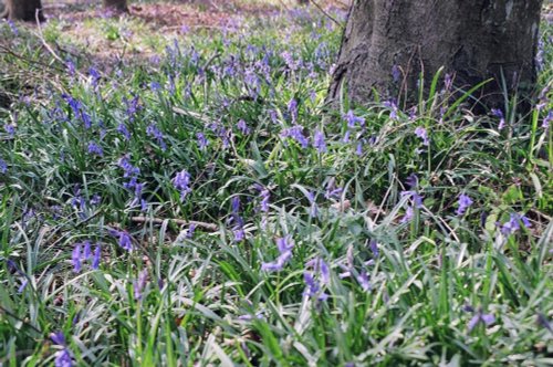 Bluebell time at Wendover Woods, Nr Aylesbury, Bucks