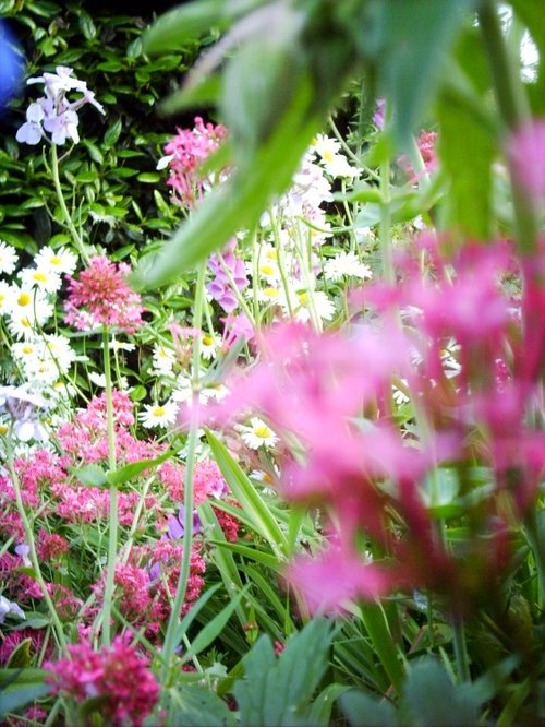 The Brighton Royal Pavilion gardens on a summers evening.