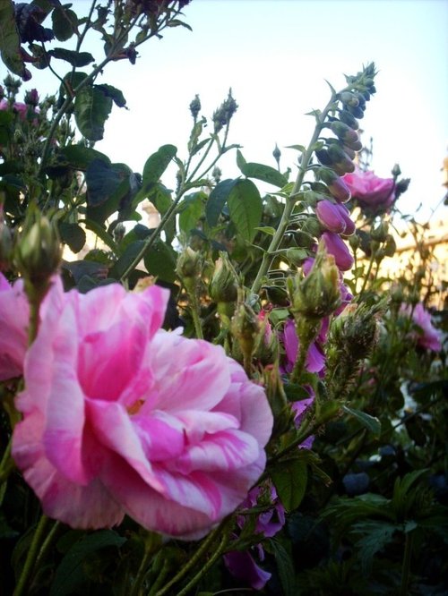 The Brighton Royal Pavilion gardens on a summers evening.