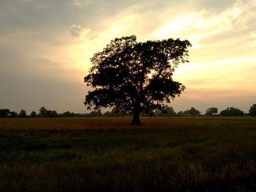 Evening sun through an Oak tree in Fishbourne, West Sussex