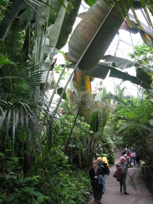 Tropical Zone, Eden Project