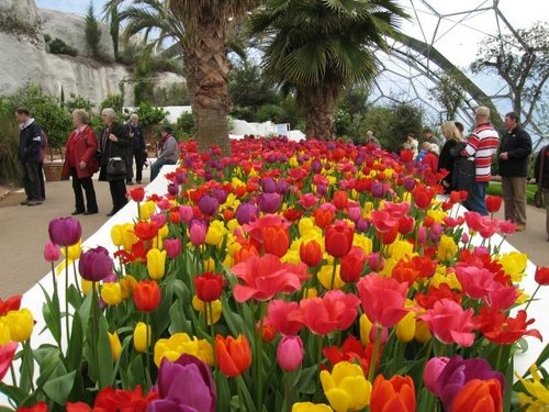 Tulips in the Temporate Zone, Eden Project, Cornwall