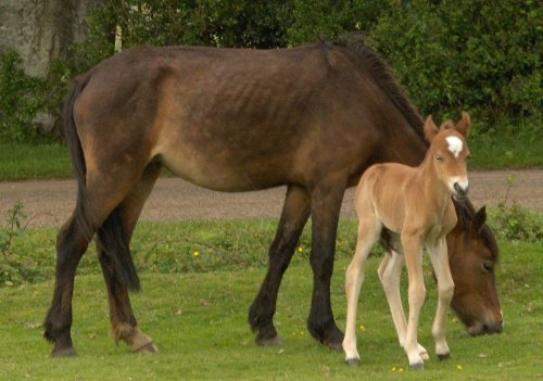 New forest ponies - The New forest hampshire