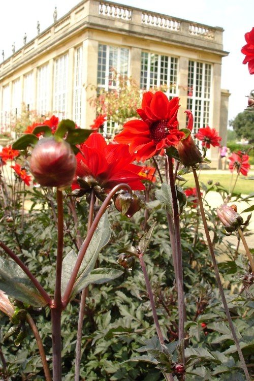 Dahlias and the Orangery at Belton House, nr. Grantham, Lincolnshire