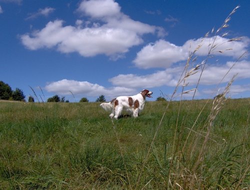 Enjoying The Gallops at Beckhampton, Nr Calne, Wiltshire