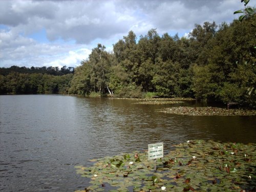 view of slaugham lake, slaugham, west sussex.