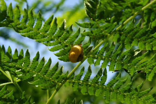 Snail found under fern leaves in Rendlesham Forest. Suffolk, July 2006
