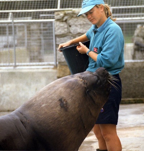 National Seal Sanctuary, Gweek, near Helston, Cornwall. Now thats what i call a big seal!