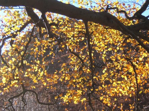 Beech tree in autumn. Coniston, Cumbria