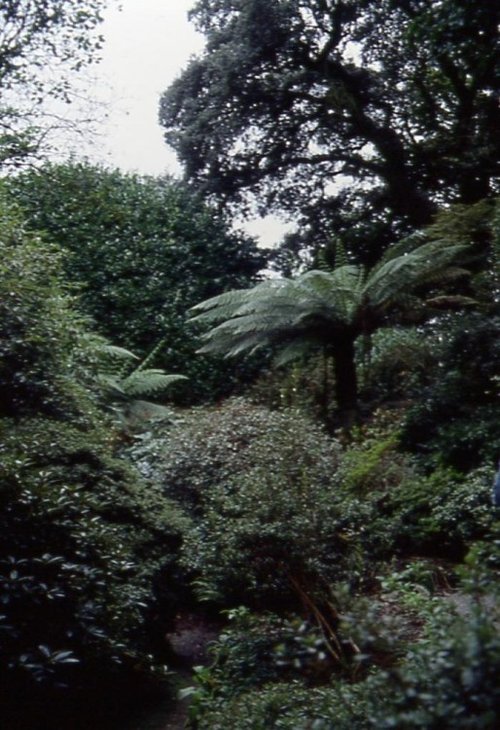 Trewithen Gardens