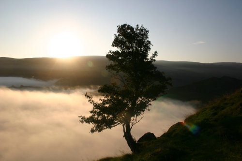 Rowan tree Cat Grag at sunrise, Ullswater, Lake District
