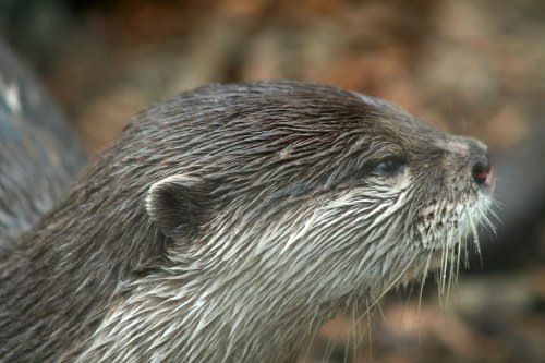 Marwell Zoological Park