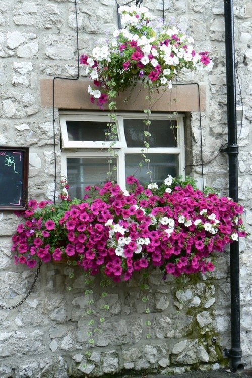 Window Box in Bakewell, July 9, 2006
