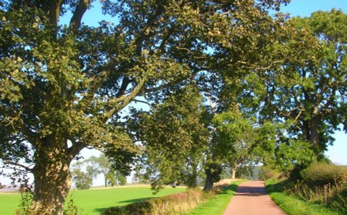 Country lane at Alnwick, - Northumberland.