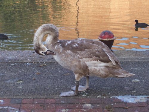 Young Mute Swan having a tidy up (Grand Union Canal), Alperton