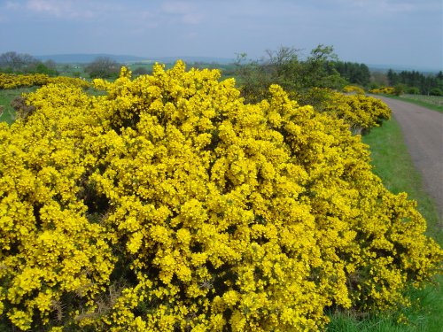 Photo taken on Beacon Hill near Morpeth.