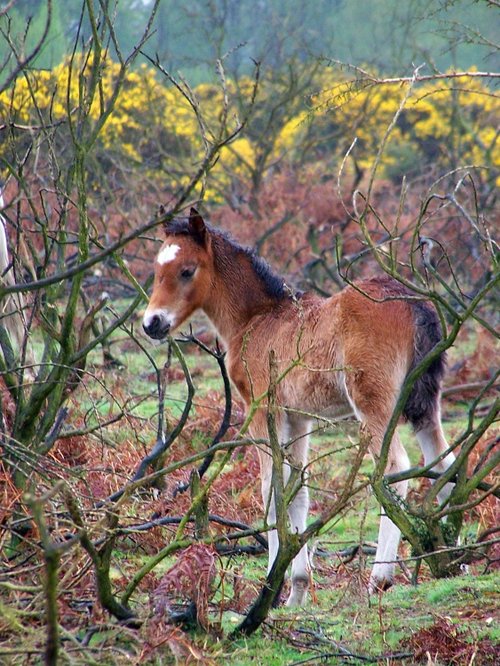 Just months after fire ripped through parts of The New Forest, Hampshire, new life emerges.
