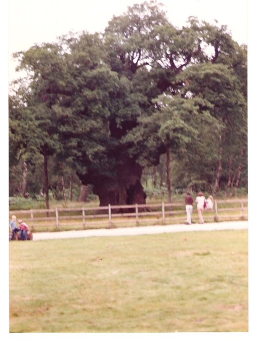 The Major Oak
At Sherwood Forest
Nr Edwinstowe
This was in 1982
The tree as now supported.