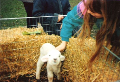 White Post Farm Park, Close to Farnsfield, Notts. Baby lamb in 1990