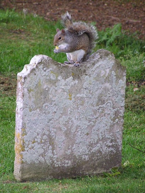 Grey Squirrel lunching in Churchyard, Christchurch Priory, Hampshire.