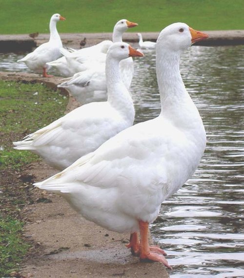Geese in Verulamium Park, St Albans, Hertfordshire.