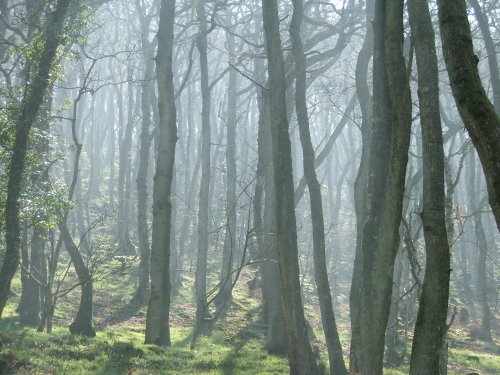 Morning mist on Exmoor