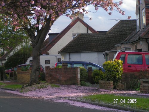 Pink Blossom Carpet at Pinner, Greater London